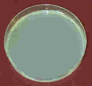 MRSA�z�^�e�L�k�Z���~�b�N�X